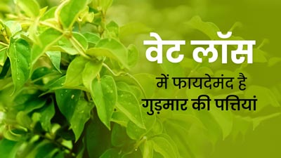 Weight Loss: वेट लॉस में कैसे फायदेमंद है आयुर्वेदिक हर्ब गुड़मार की पत्तियां, जानें इस्तेमाल करने का तरीका 
