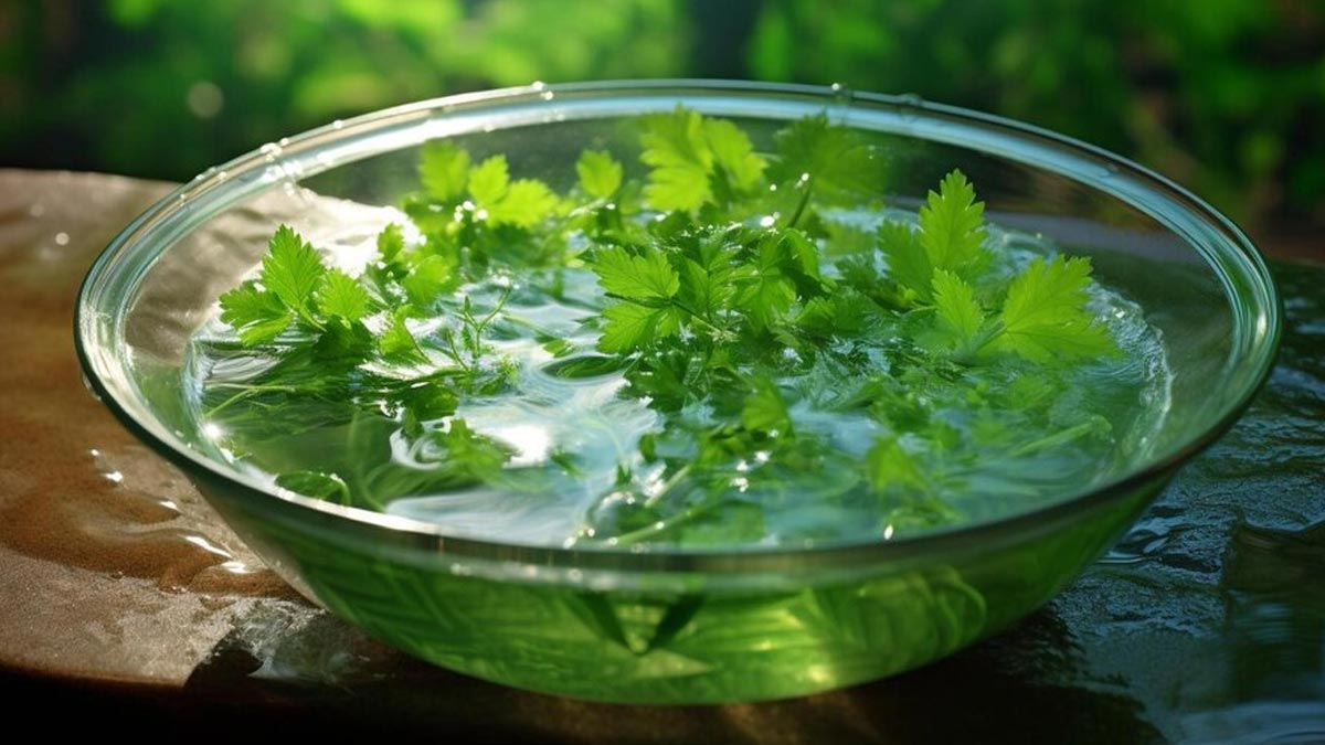 8 Amazing Reasons Why You Should Drink Coriander Water