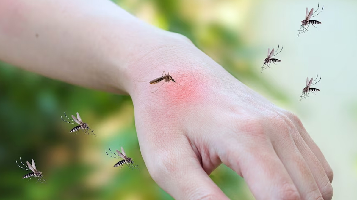 At What Time Does The Malaria Mosquito Bite