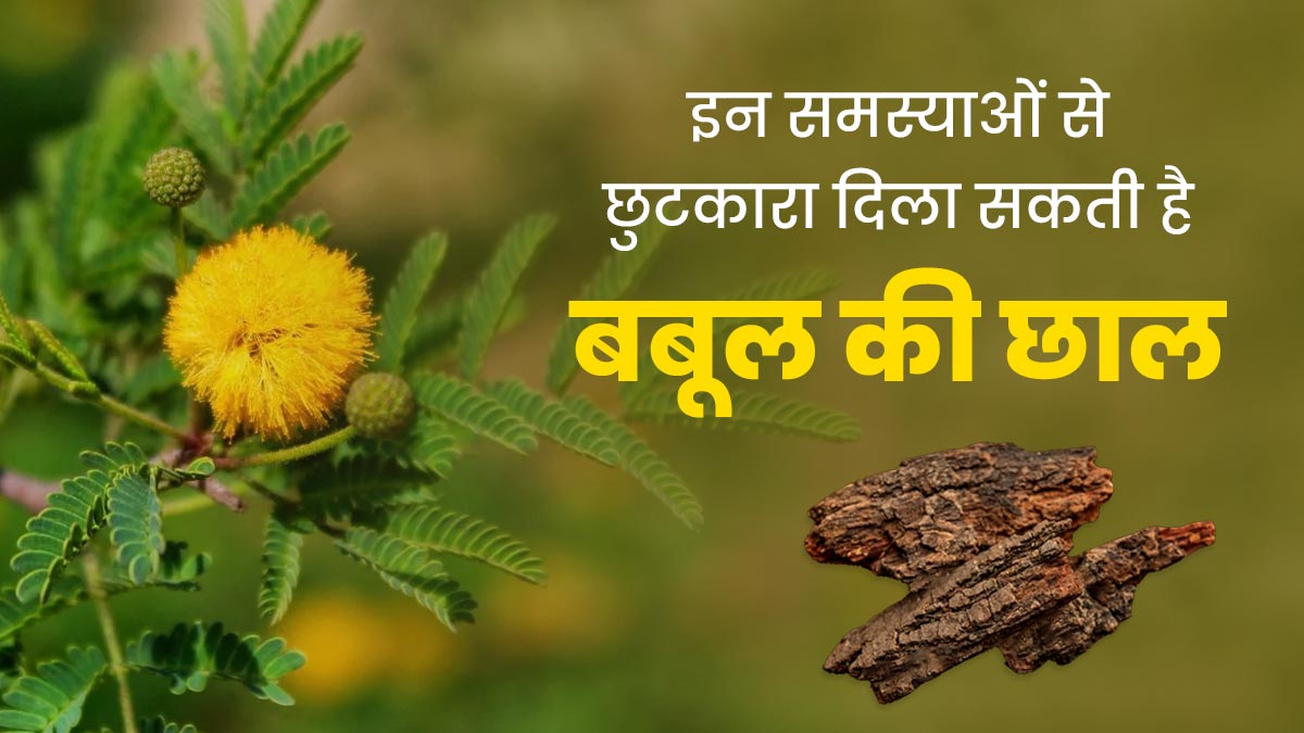 शरीर की इन 4 समस्याओं से छुटकारा दिला सकती है बबूल की छाल, जानें इस्तेमाल का तरीका