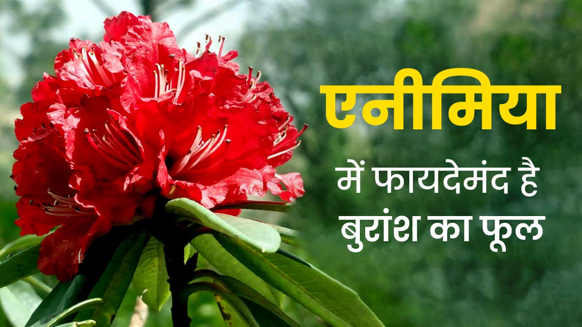 एनीमिया रोगियों के लिए फायदेमंद होता है बुरांश का फूल, हीमोग्लोबिन बढ़ाने के लिए करें सेवन