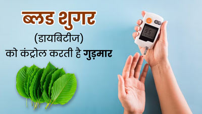 डायबिटीज में बेहद फायदेमंद होता है 'गुड़मार', इस तरह से करेंगे सेवन तो कंट्रोल रहेगा ब्लड शुगर