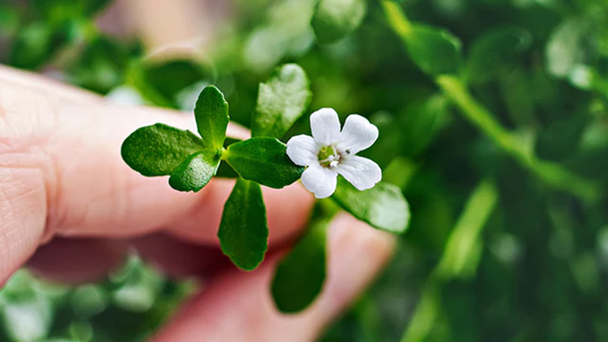 Ayurvedic herbs for thyroid health