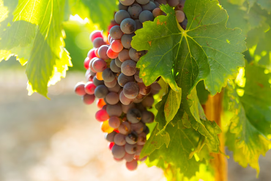 vineyard