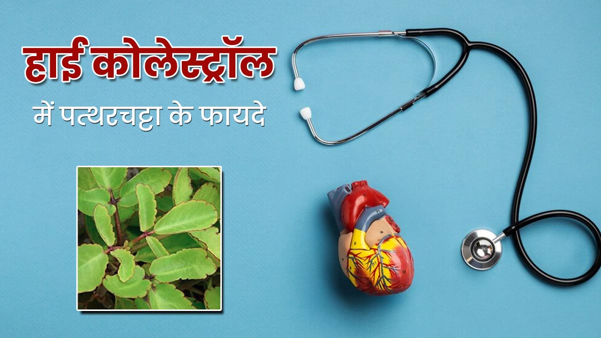हाई कोलेस्ट्रॉल में करें पत्थरचट्टा का सेवन, मिलेंगे जबरदस्त फायदे