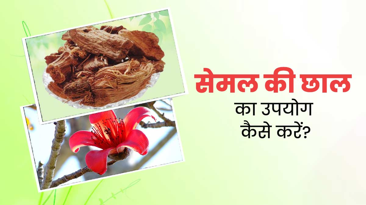 Semal Bark: सेमल की छाल का उपयोग कैसे करें? जानें त्वचा और बालों पर इस्तेमाल करने के तरीके