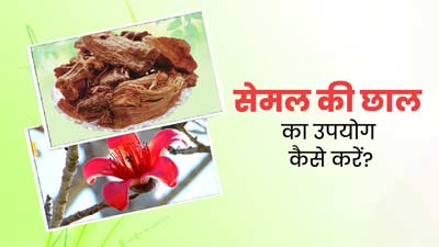 Semal Bark: सेमल की छाल का उपयोग कैसे करें? जानें त्वचा और बालों पर इस्तेमाल करने के तरीके