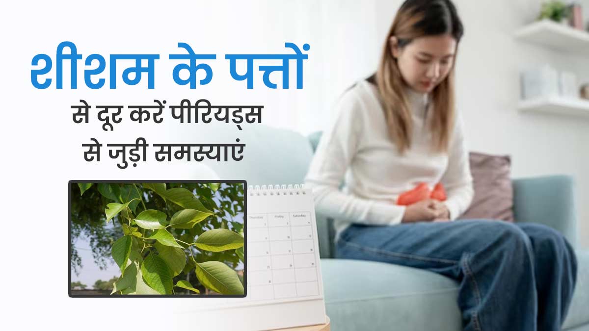 पीरियड्स से जुड़ी समस्याओं में फायदेमंद होते हैं शीशम के पत्ते, जानें इस्तेमाल का तरीका 