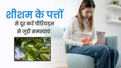 पीरियड्स से जुड़ी समस्याओं में फायदेमंद होते हैं शीशम के पत्ते, जानें इस्तेमाल का तरीका 