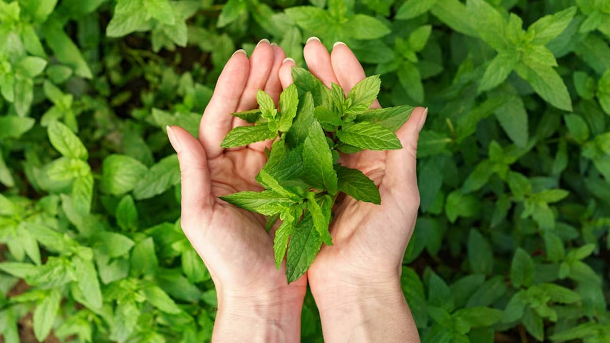 What Are Adaptogens? Here Are Its Health Benefits And Sources