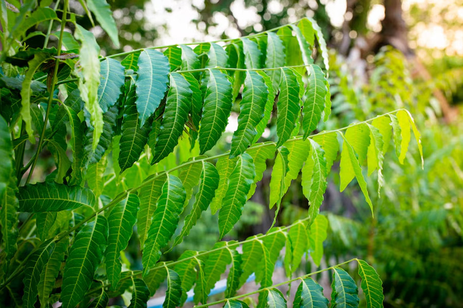 neem