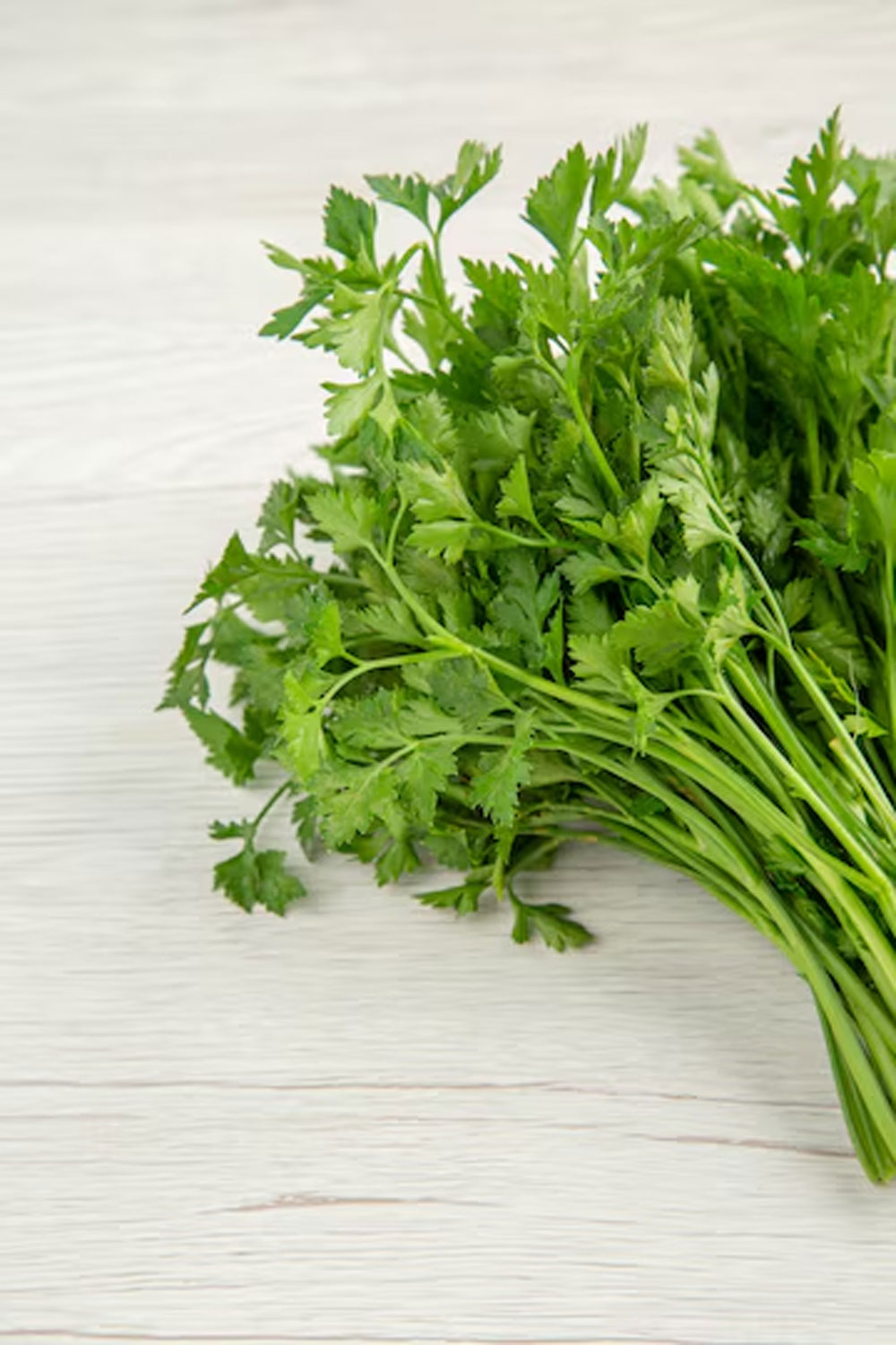 coriander