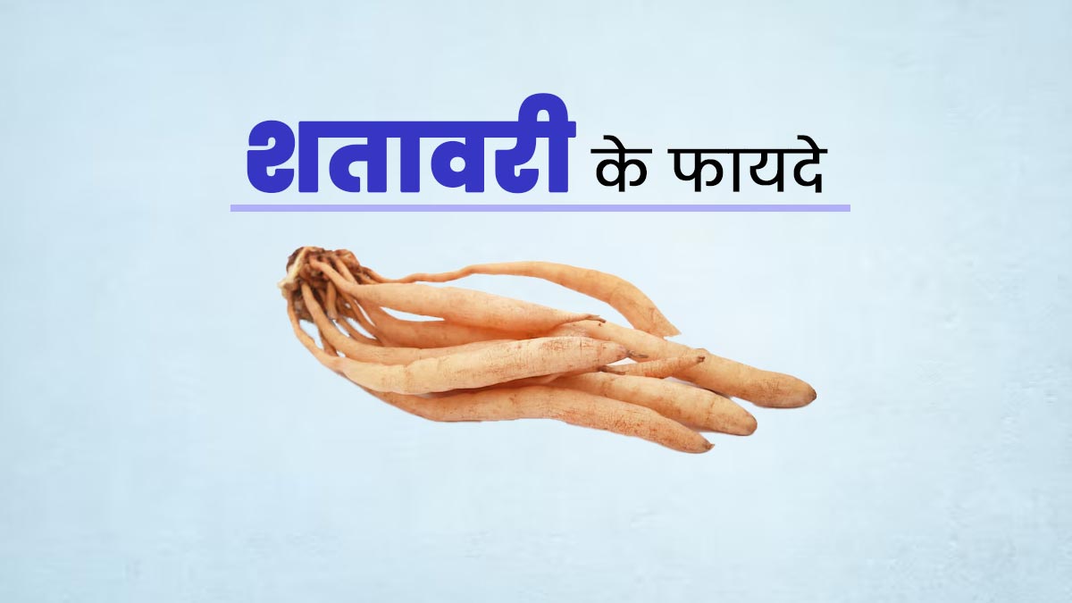 शतावरी के सेवन से शरीर को मिलते हैं ये 5 जबरदस्त फायदे, डाइट में करें शामिल
