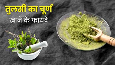गर्मि‍यों में तुलसी का चूर्ण खाने से सेहत को मिलते हैं कई फायदे, जानें सेवन का तरीका