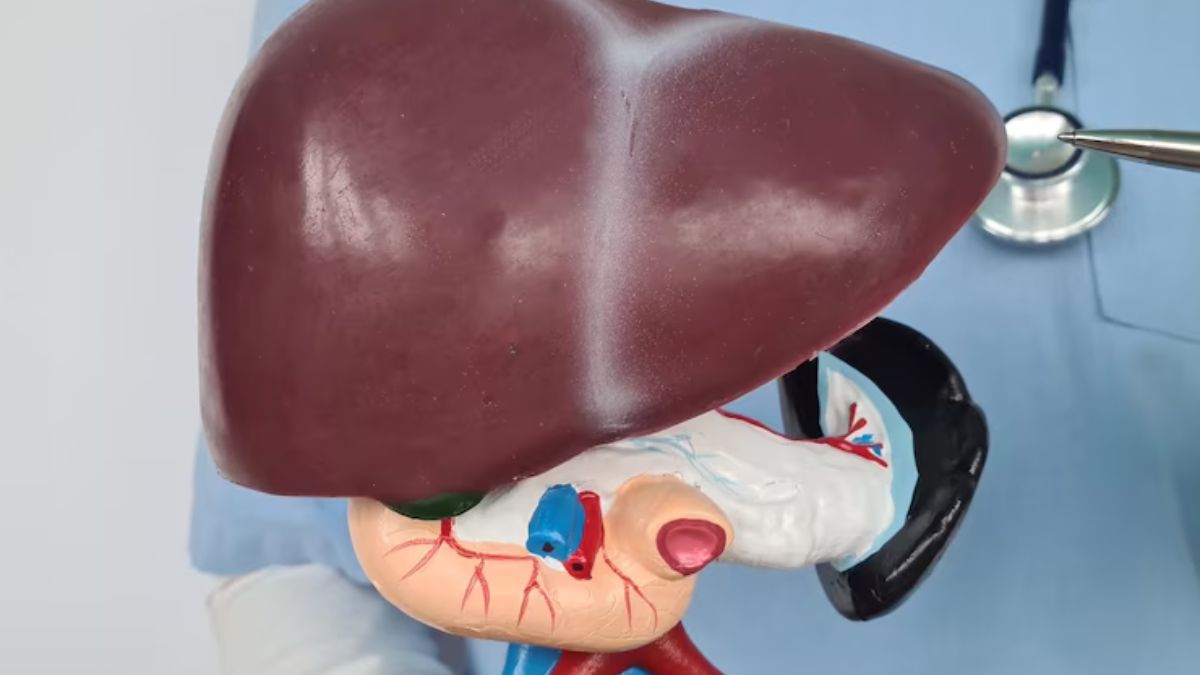 Can The Liver Repair Itself in Hindi