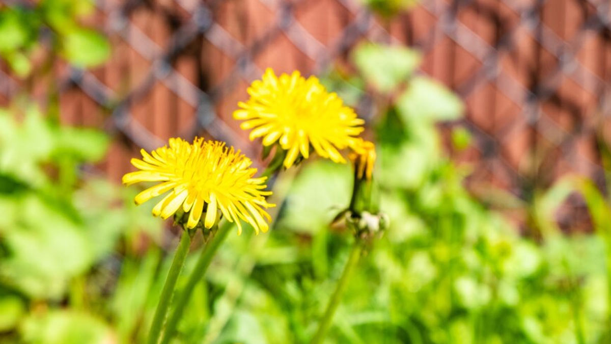 Dandelion: How This Plant Can Be Best For Your Liver Health | OnlyMyHealth