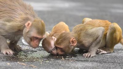हॉन्ग कॉन्ग में बंदर काटने के बाद पहली बार इंसान में मिला खतरनाक B Virus, 16 दिनों से है अस्पताल में भर्ती