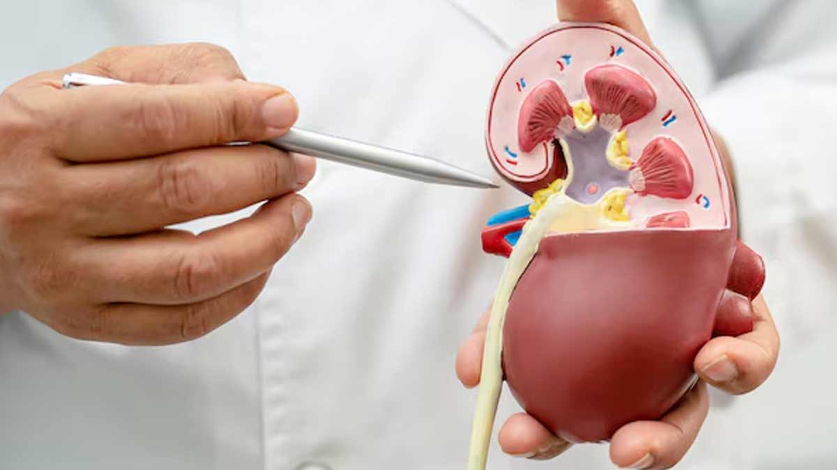 Kidney Function Test Importance