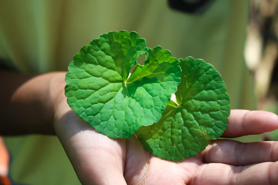 gotu-kola
