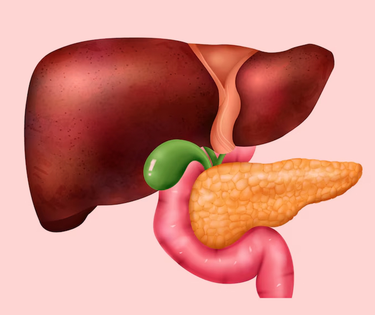 liver