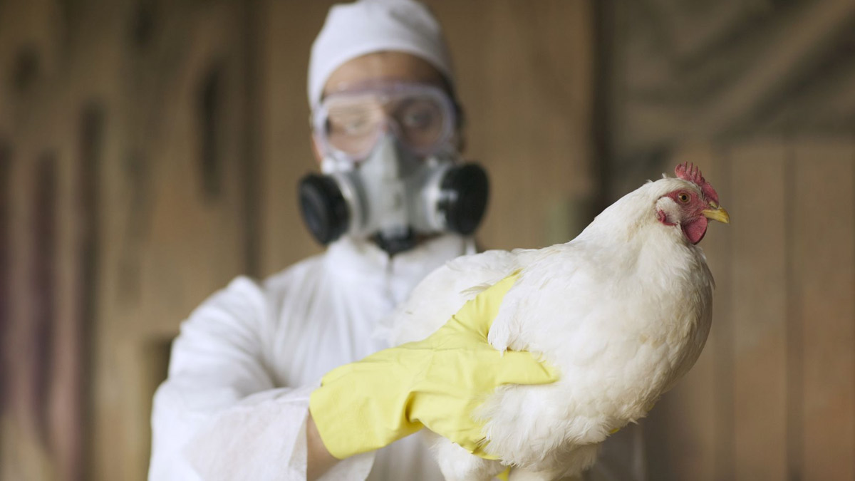 Bird Flu H5N1: बर्ड फ्लू बन सकता है जानलेवा, WHO ने जाहिर की चिंता