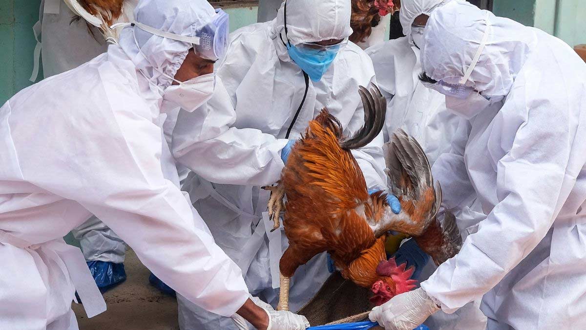 Bird flu symptoms in chickens