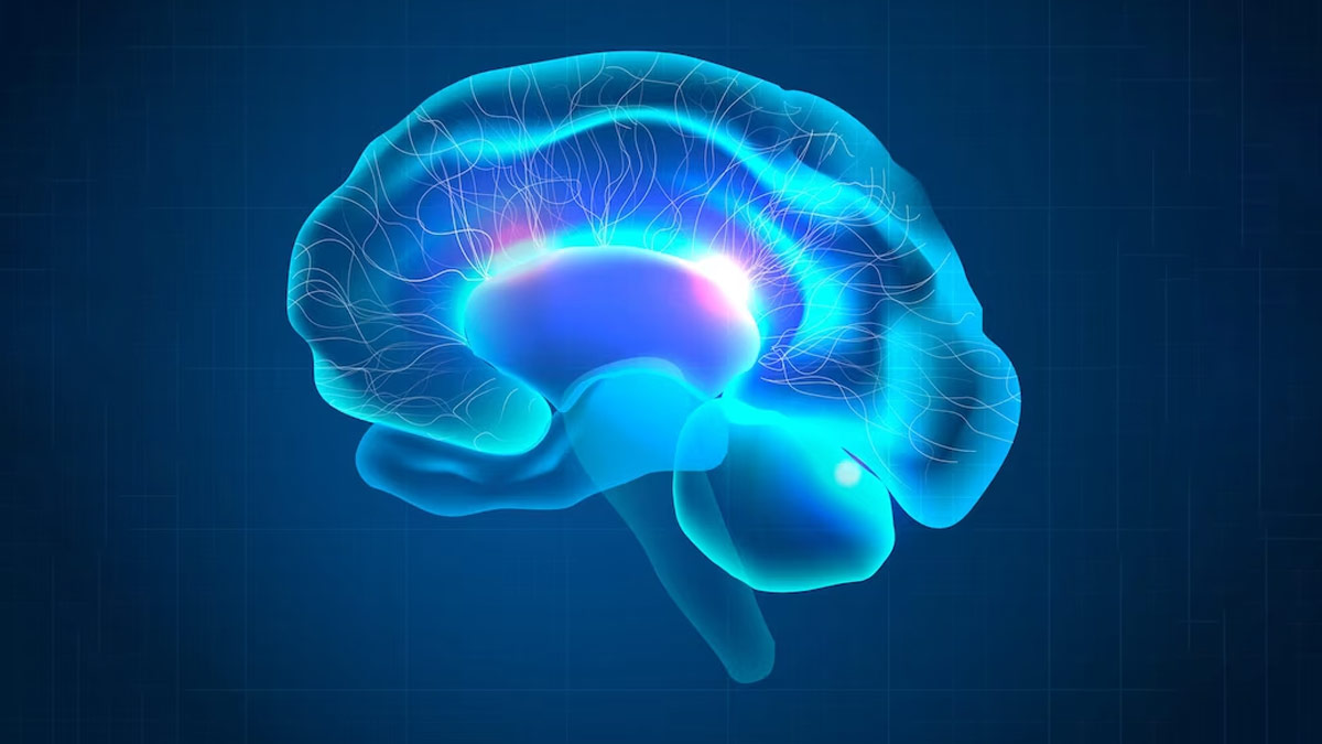 Importance Of Cortisol In Human Body: What Food Help To Regulate It's Level