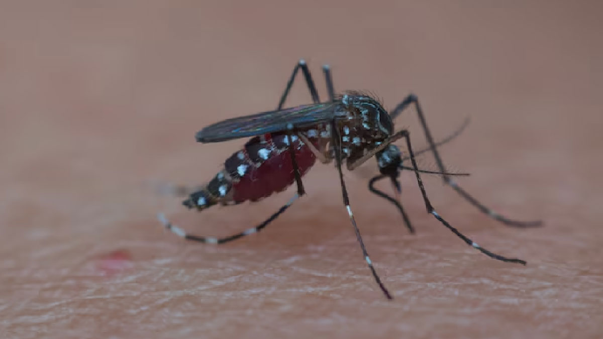 Malaria FAQs: मलेरिया का मच्छर कब काटता है? डॉक्टर से जानिए मलेरिया से जुड़े 5 सवालों का जवाब