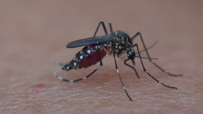 Malaria FAQs: मलेरिया का मच्छर कब काटता है? डॉक्टर से जानिए मलेरिया से जुड़े 5 सवालों का जवाब