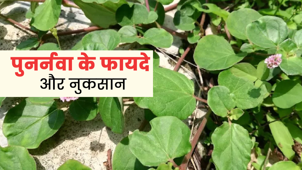 पुनर्नवा खाने से इन 4 बीमारियों से होता है बचाव, आयुर्वेदाचार्य से जानें इसके फायदे और नुकसान