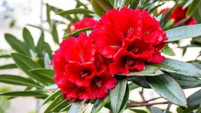 बुरांश का पानी सेहत के लिए है बहुत फायदेमंद, जानें इस्तेमाल का तरीका