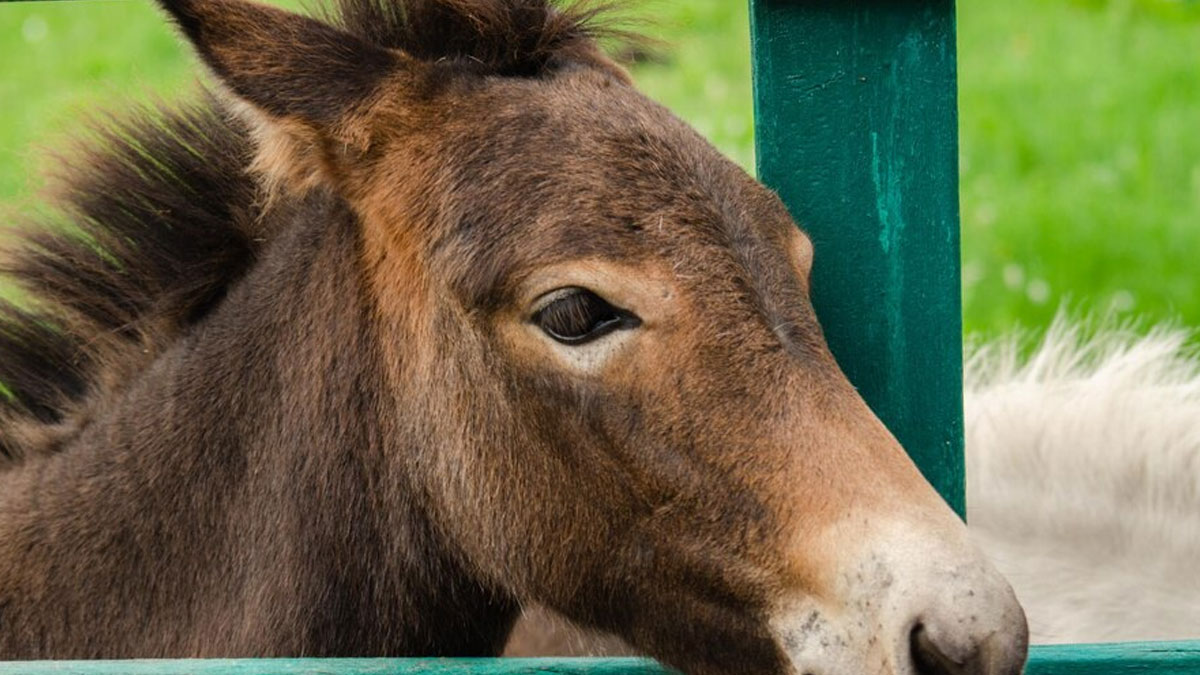 Man Selling Donkey Milk At Rs 5,000 /Litre In Gujarat: Here Are Benefits, Side Effects Of  Donkey Milk