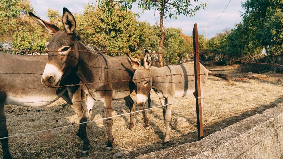 Man Selling Donkey Milk At Rs 5,000  Litre In Gujarat: Here Are 