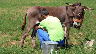 Man Selling Donkey Milk At Rs 5,000 /Litre In Gujarat: Here Are Benefits, Side Effects Of  Donkey Milk