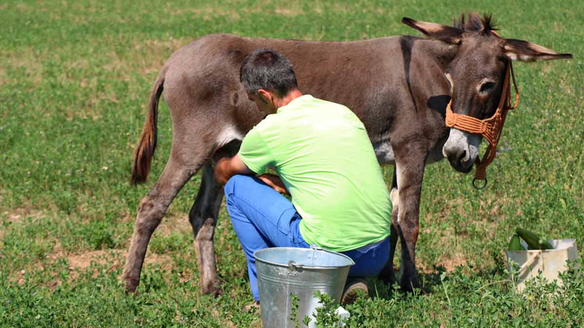 Man Selling Donkey Milk At Rs 5,000 /Litre In Gujarat: Here Are Benefits, Side Effects Of  Donkey Milk