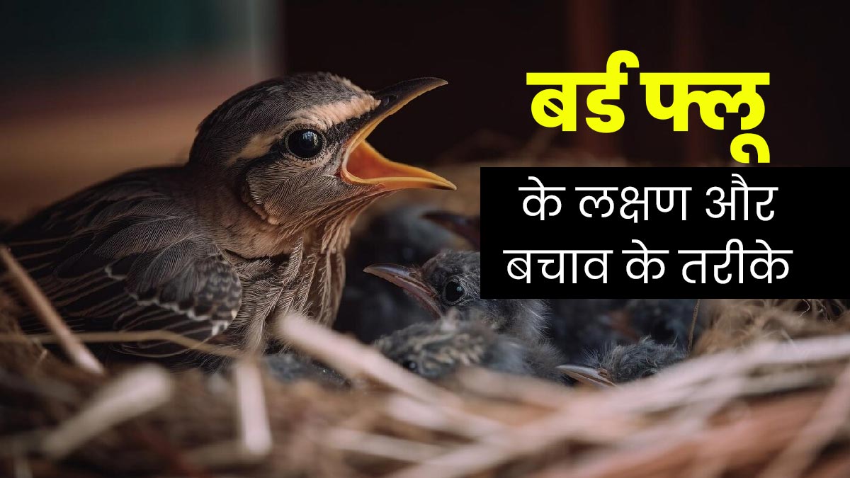 रांची में तेजी से फैल रहा है बर्ड फ्लू, जानें इस बीमारी के कारण, लक्षण और बचाव के उपाय