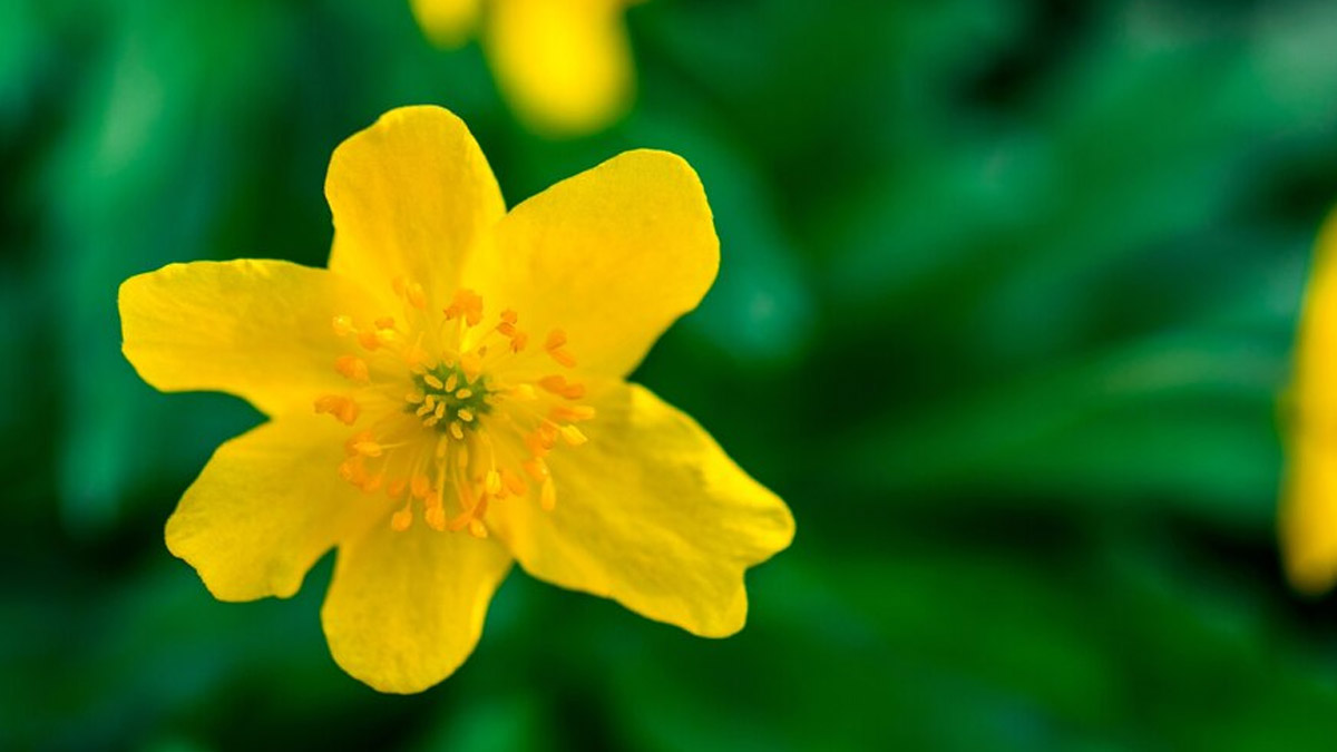 How Does Gokshura Promote Urinary Tract Health? Expert Shares Ways To Use Gokshura
