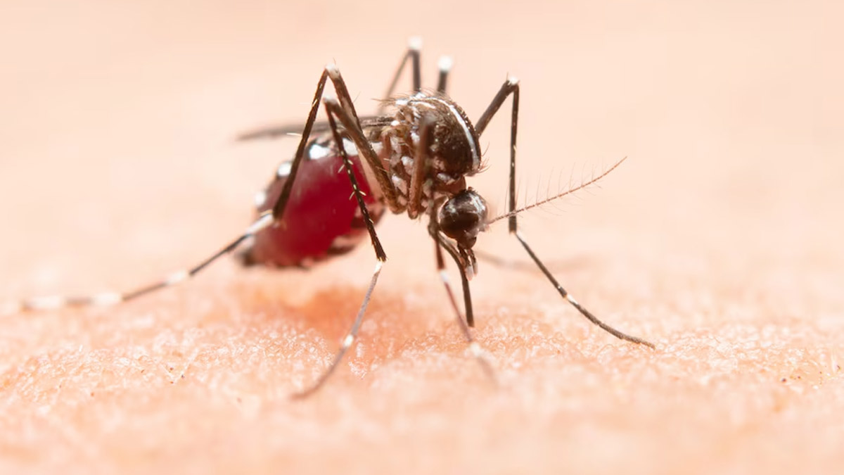 Sprays, Coils Or Essential Oils: Which One Is More Effective Against Mosquitoes?