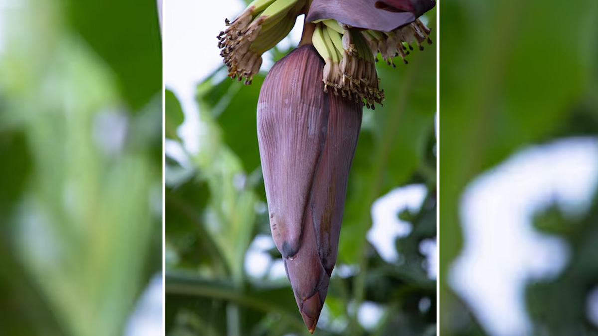 banana flower