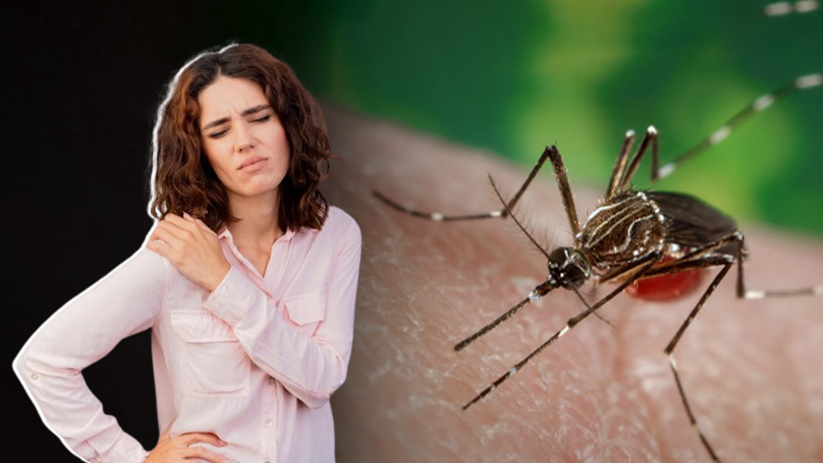 Joints Pain: चिकनगुनिया के बाद जोड़ों में दर्द क्यों होता है? डॉक्टर से जानें इसके कारण