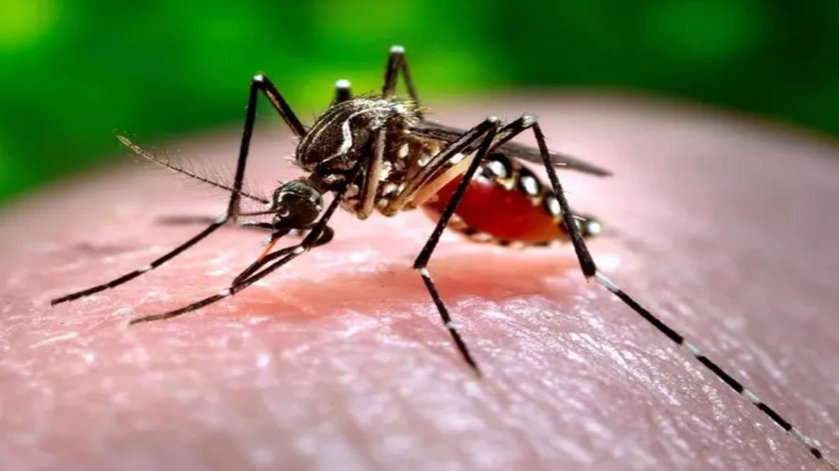 Zika Virus Detected In Larvae Samples From Parts Of Pune As The Number Of Cases Rise