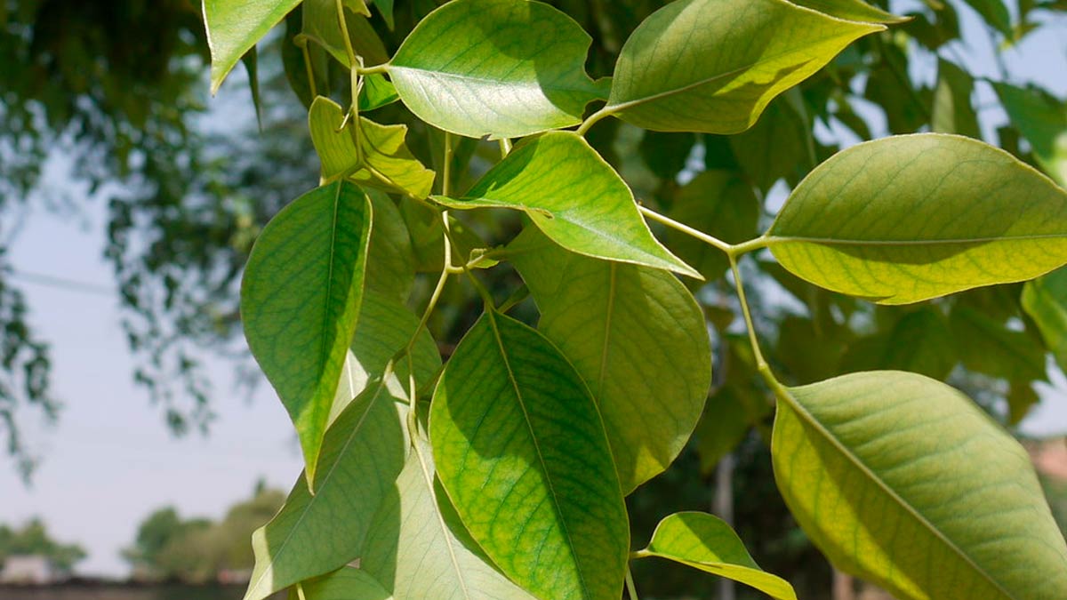 शीशम के पत्ते कौन-सी बीमारी में काम आते हैं? एक्सपर्ट से जानें इस्तेमाल का तरीका