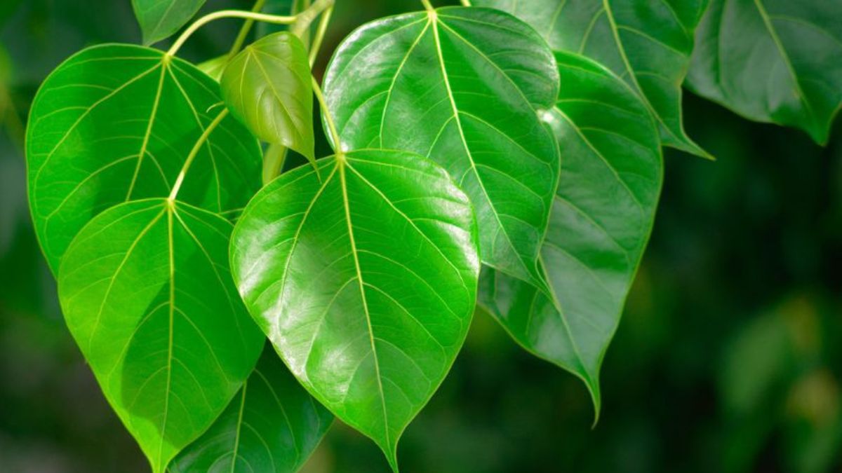 Peepal Leaves Benefits: पीपल के पत्ते कौन-सी बीमारी में काम आते हैं? एक्सपर्ट से जानें इस्तेमाल का तरीका