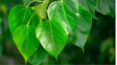 Peepal Leaves Benefits: पीपल के पत्ते कौन-सी बीमारी में काम आते हैं? एक्सपर्ट से जानें इस्तेमाल का तरीका