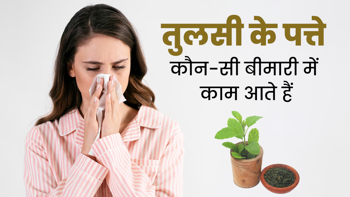 Tulsi Leaves: तुलसी के पत्ते कौन-सी बीमारी में काम आते हैं