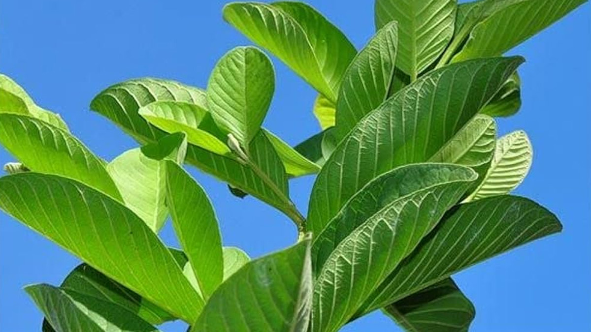 guava leaves