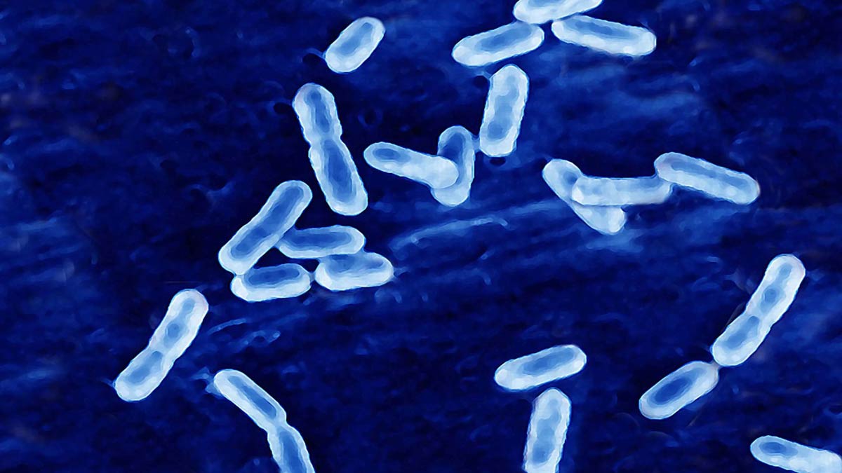 Listeria Outbreak In United States And Canada; Symptoms To Look Out For