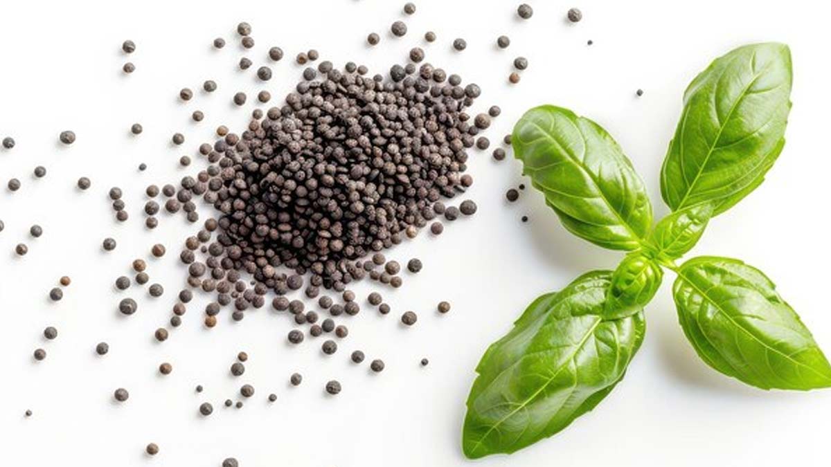 Sabja seeds