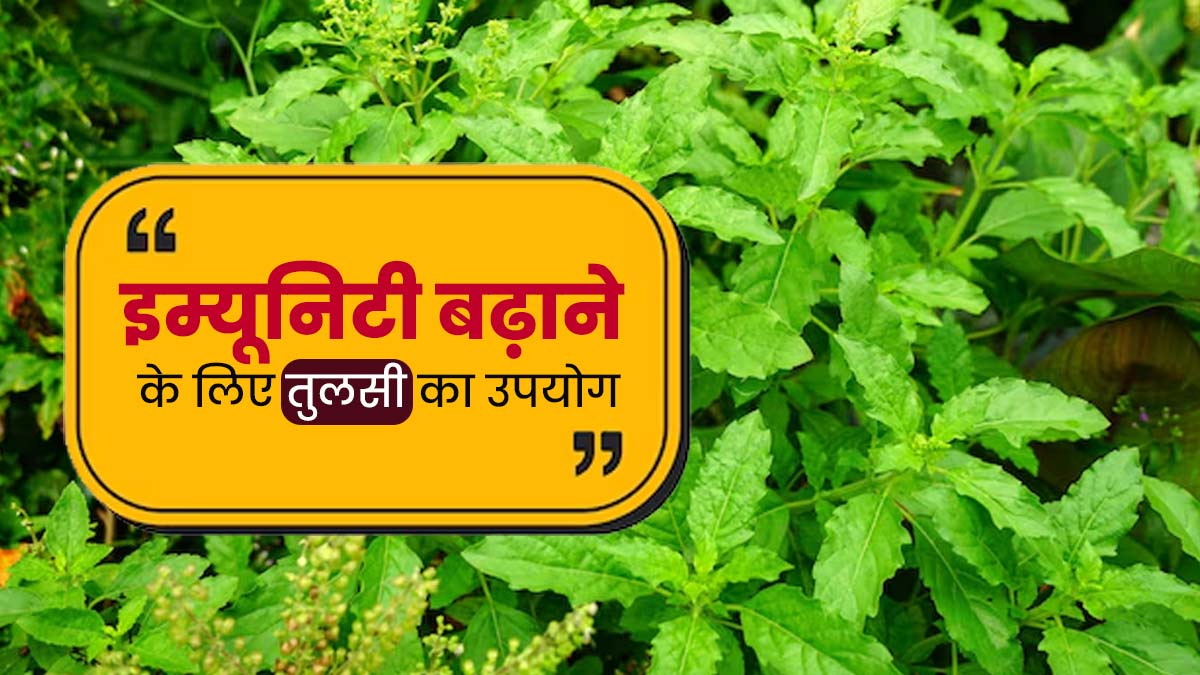 आयुर्वेद के अनुसार इम्यूनिटी बढ़ाने के लिए तुलसी उपयोग कैसे करना चाहिए? एक्सपर्ट से जानें