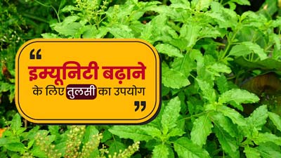 आयुर्वेद के अनुसार इम्यूनिटी बढ़ाने के लिए तुलसी उपयोग कैसे करना चाहिए? एक्सपर्ट से जानें